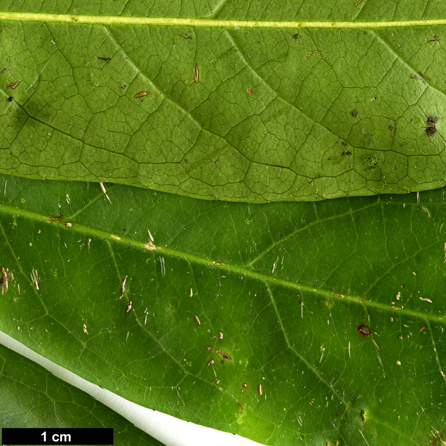 High resolution image: Family: Elaeocarpaceae - Genus: Elaeocarpus - Taxon: glabripetalus 